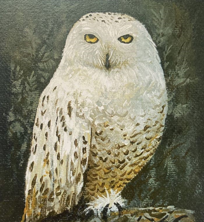 snow owl